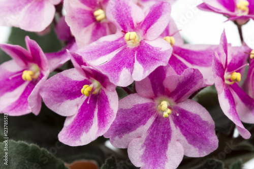 African violet (Saint-paulia ionantha) with beautiful flowers details