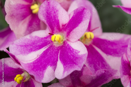 African violet  Saint-paulia ionantha  with beautiful flowers details