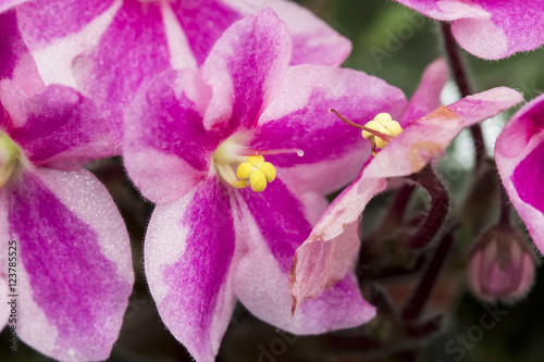 African violet (Saint-paulia ionantha) with beautiful flowers details