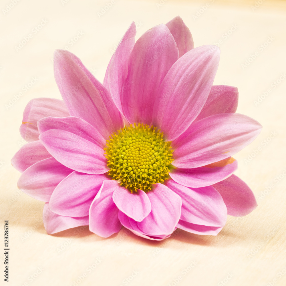 Chrysanthemum flower with details 