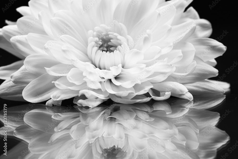 Chrysanthemum flower with details 