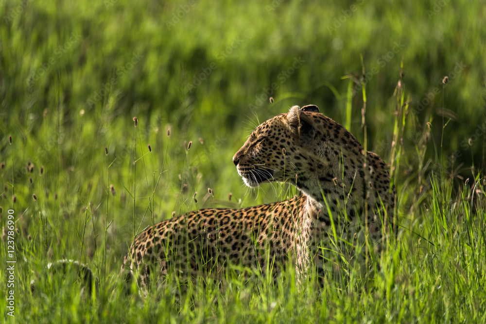 Leopard resting during the day (wet season) on the immense Serengeti Plains, Tanzania Leopard resting during the day (wet season) on the immense Serengeti Plains, Tanzania