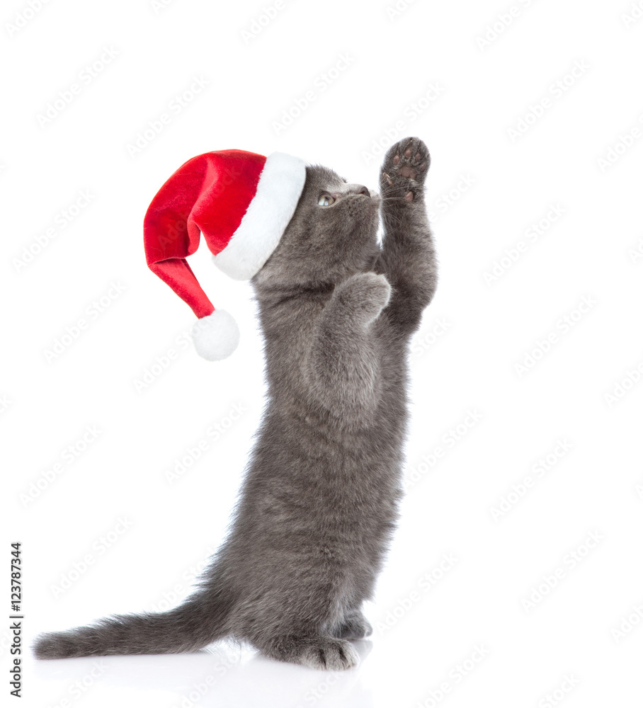 playful scottish shorthair kitten in red christmas hat standing on hind legs. isolated on white playful scottish shorthair kitten in red christmas hat standing on hind legs. isolated on white