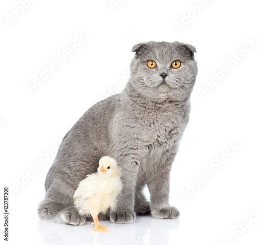 Chicken sitting with cat together. isolated on white background