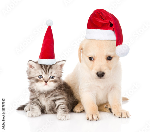 Golden retriever puppy dog and tabby cat with red christmas hats. isolated on white © Ermolaev Alexandr
