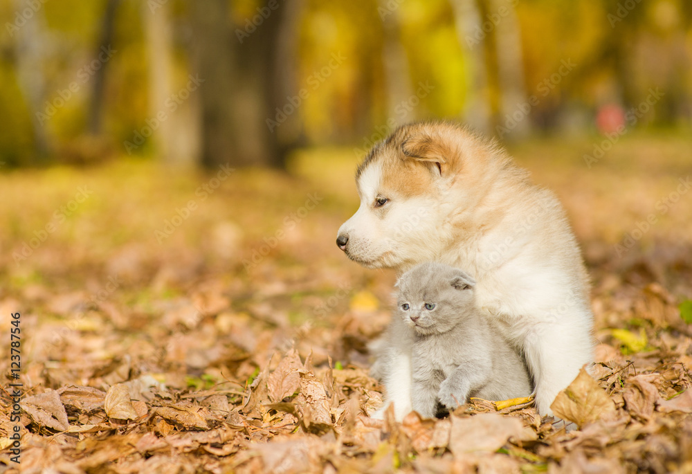 Alaskan malamute puppy hugging cute kitten in autumn park