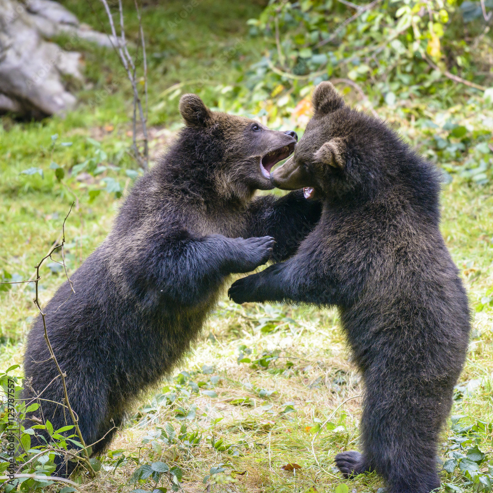 Obraz premium Two brown bear cubs play fighting