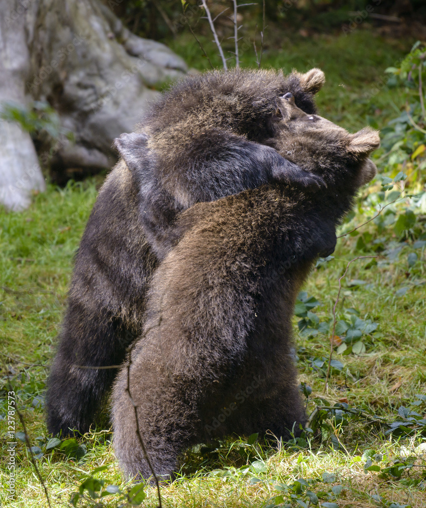 Fototapeta premium Two brown bear cubs play fighting
