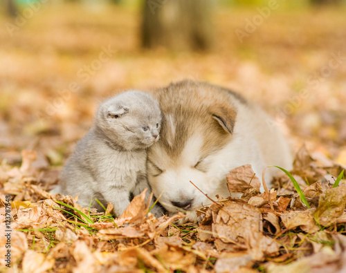 Alaskan malamute puppy sleep with kitten on the autumn foliage 