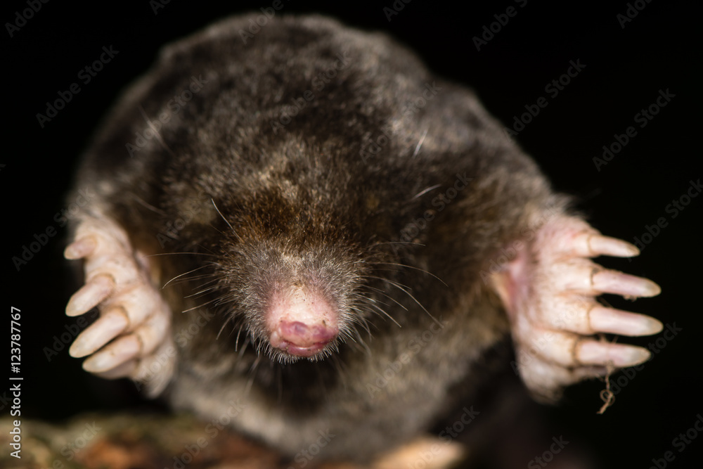 European mole (Talpa europaea) heads and front legs. Dead animal with focus on whiskers, seen from in front European mole (Talpa europaea) heads and front legs. Dead animal with focus on whiskers, seen from in front