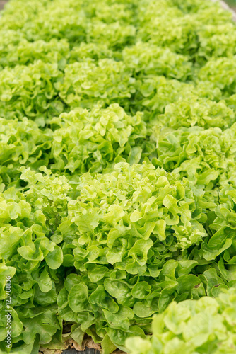 Green Oak salad plant, hydroponic vegetable leaves