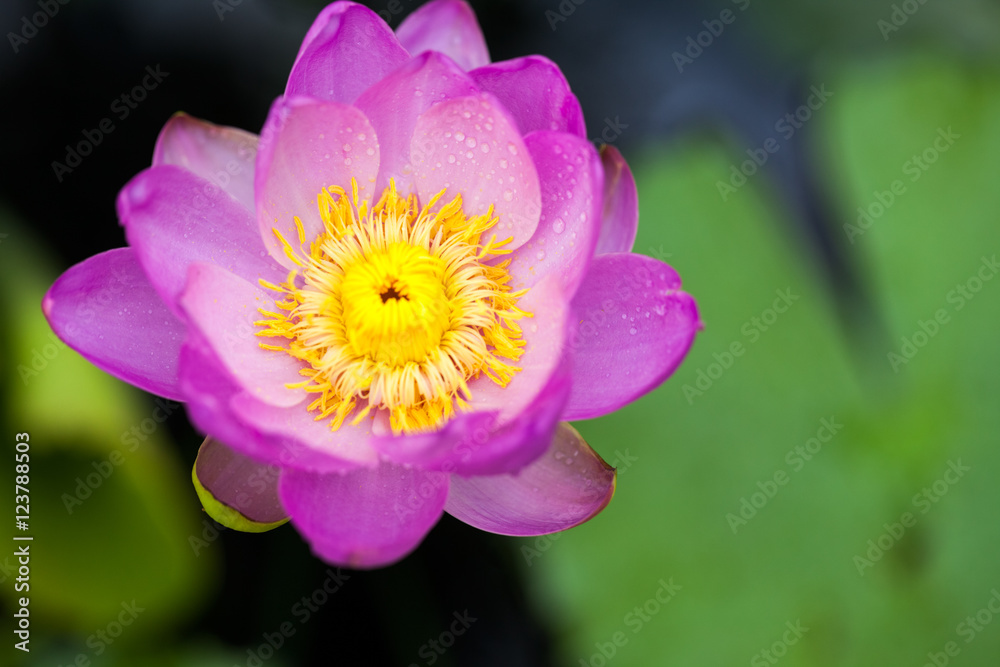 Obraz premium Beautiful, pink water lily from Kew Gardens - beautiful details and colors