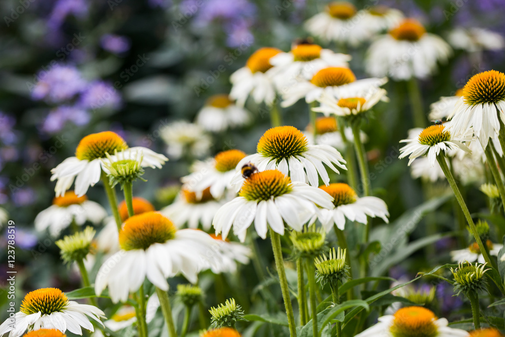 Fototapeta premium Echinacea purpurea (White Swan) - beautiful flowers with details