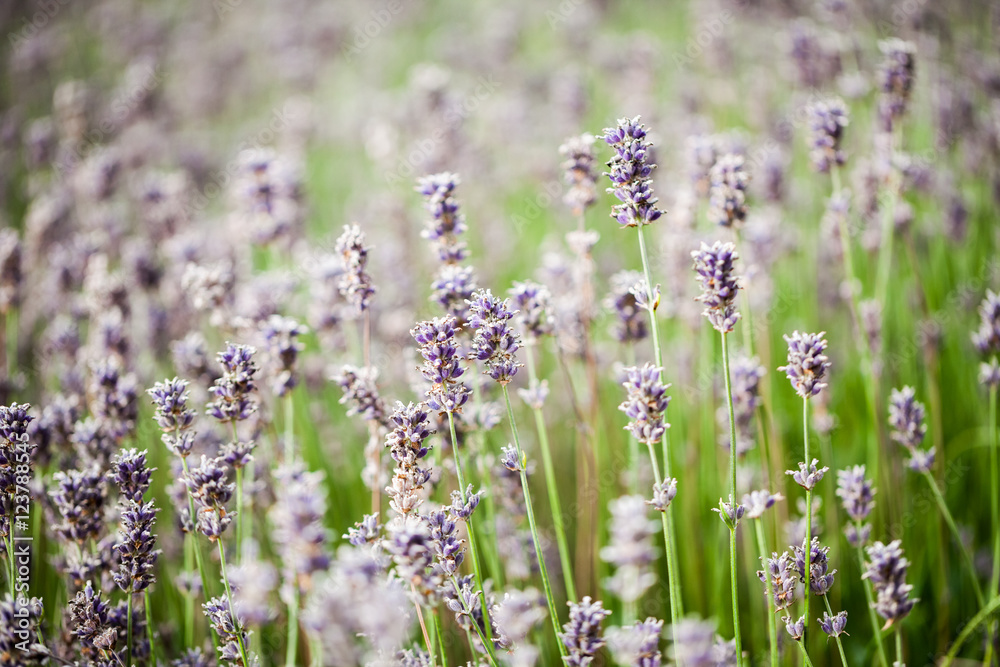 Fototapeta premium Beautiful, colorful lavender field