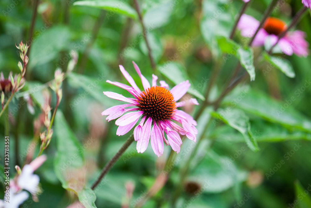 Beautiful echinacea flowers in Kew Gardens, London Beautiful echinacea flowers in Kew Gardens, London