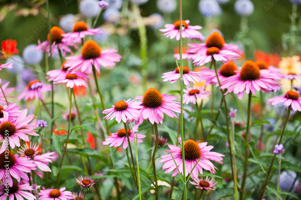 Beautiful echinacea flowers in Kew Gardens, London Beautiful echinacea flowers in Kew Gardens, London