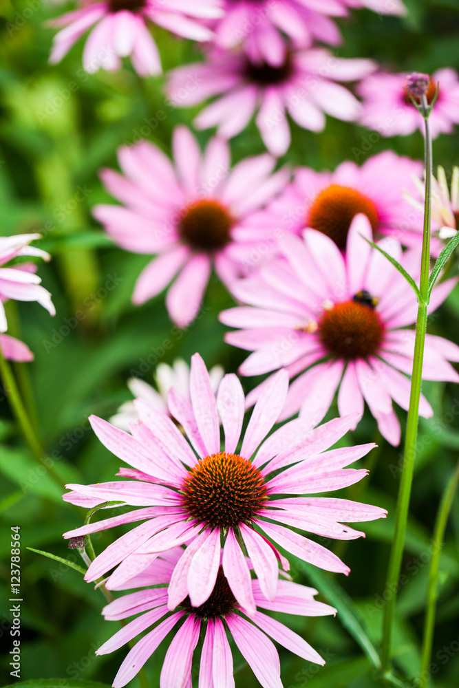 Beautiful echinacea flowers in Kew Gardens, London Beautiful echinacea flowers in Kew Gardens, London