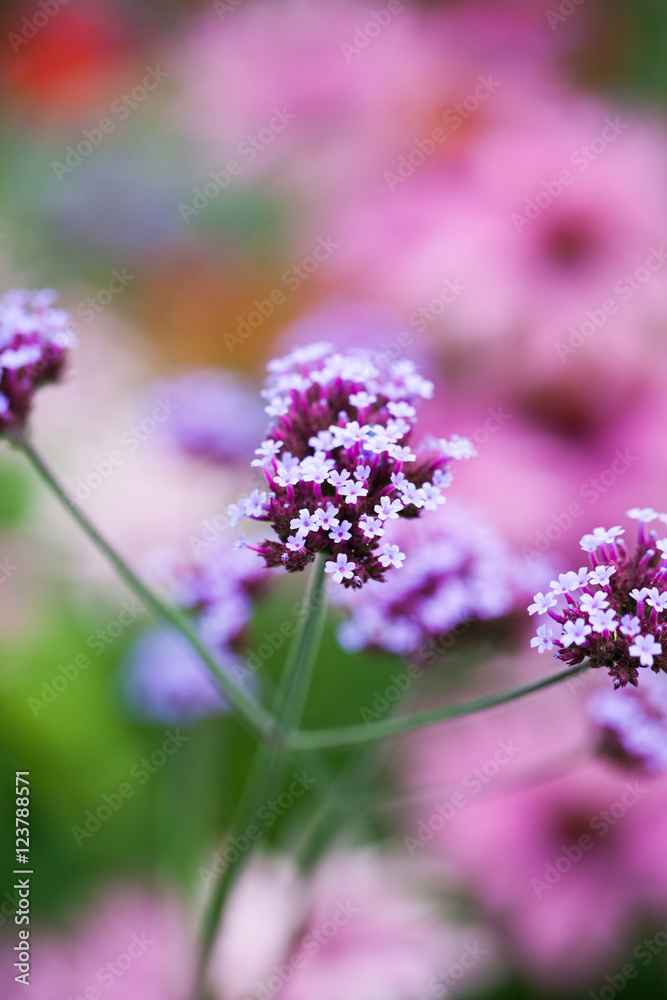 Verbena bonariensis - beautiful flowers in Kew Gardens, London Verbena bonariensis - beautiful flowers in Kew Gardens, London