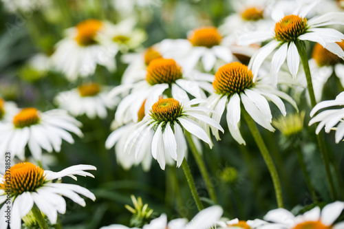 Echinacea purpurea  White Swan  - beautiful flowers with details