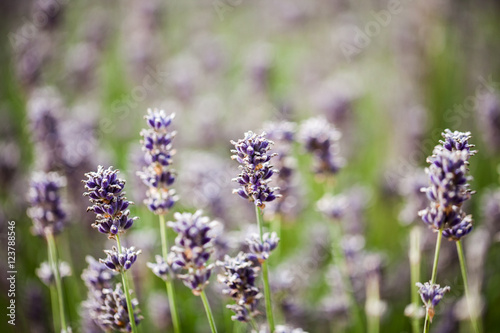 Beautiful, colorful lavender field