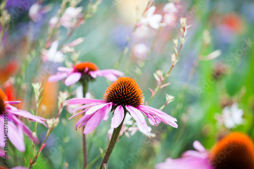Beautiful echinacea flowers in Kew Gardens, London