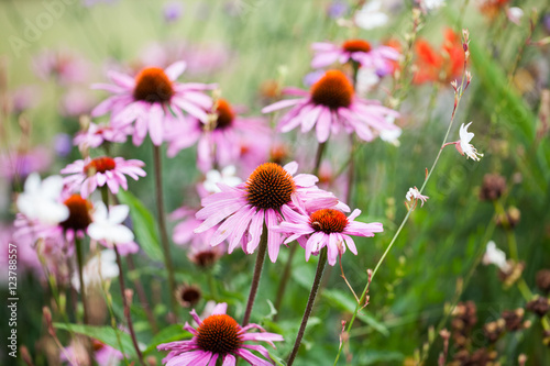 Beautiful echinacea flowers in Kew Gardens, London