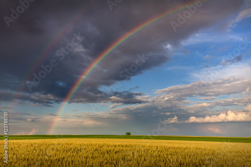 Big rainbow in agricultural fields with lone tree