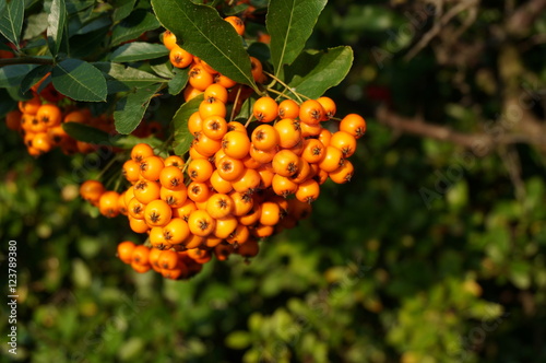 reife Vogelbeeren photo