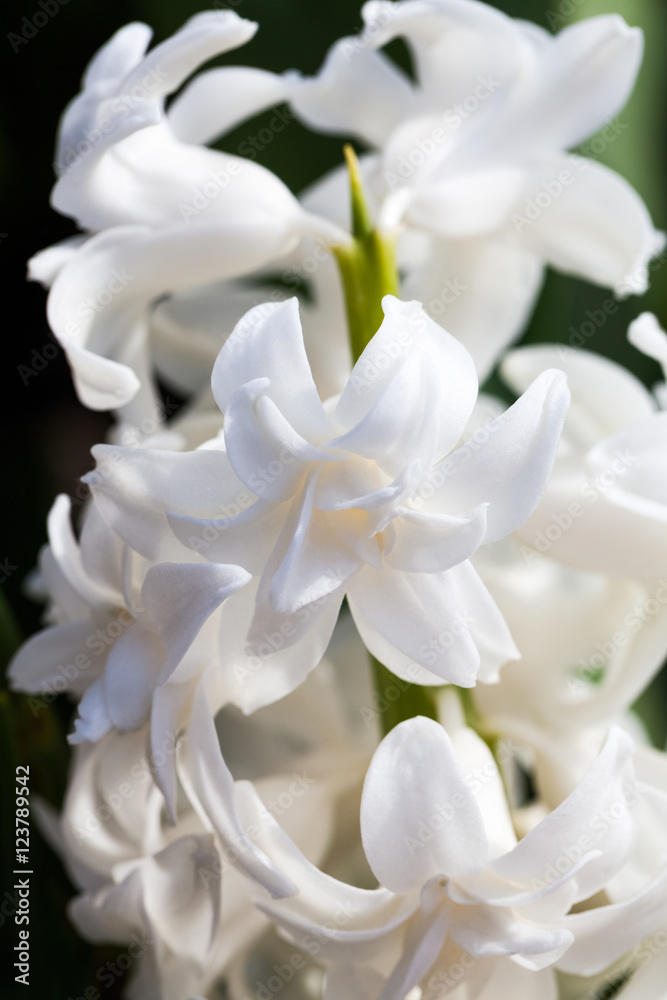 Fototapeta premium White hyacinth (Hyacinthus orientale) flowers