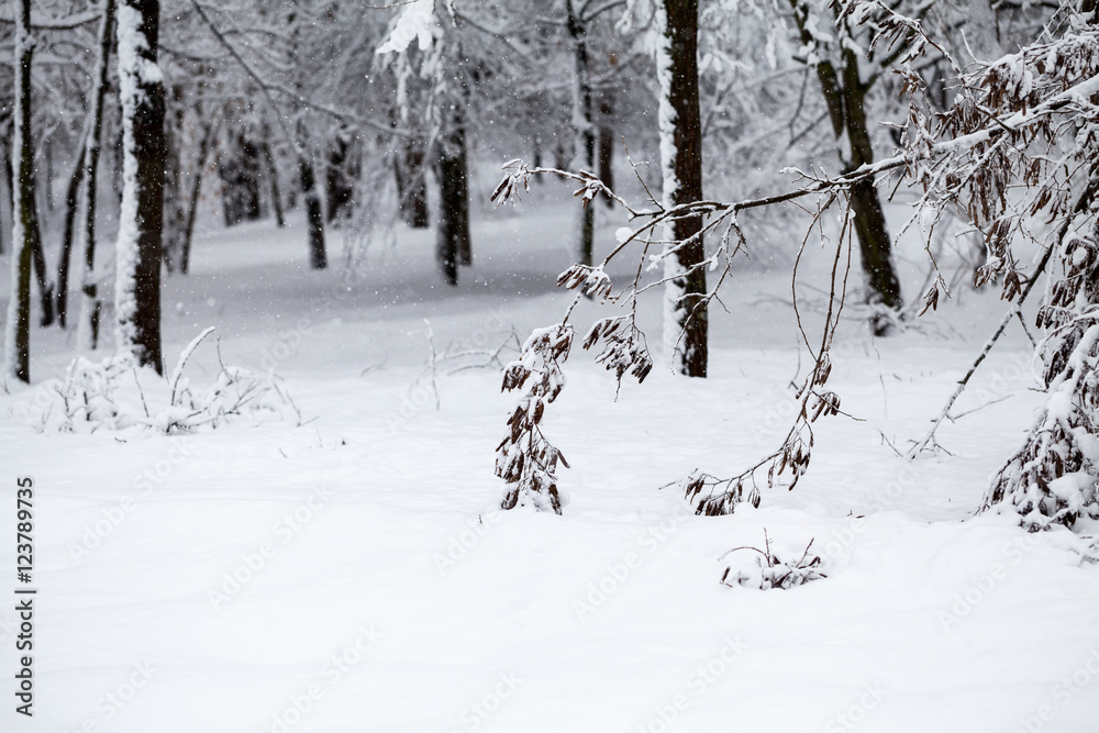 Snowing landscape in the park. Details on the branches