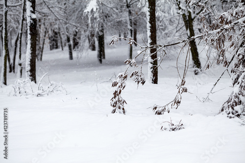 Snowing landscape in the park. Details on the branches © ileana_bt