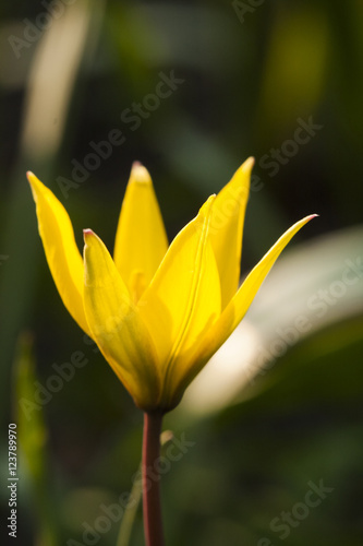 Yellow wild tulip (Bieberstein Tulip) in its natural habitat
