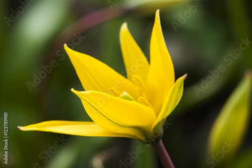 Yellow wild tulip (Bieberstein Tulip) in its natural habitat