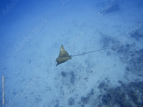 Spotted eagle ray photo