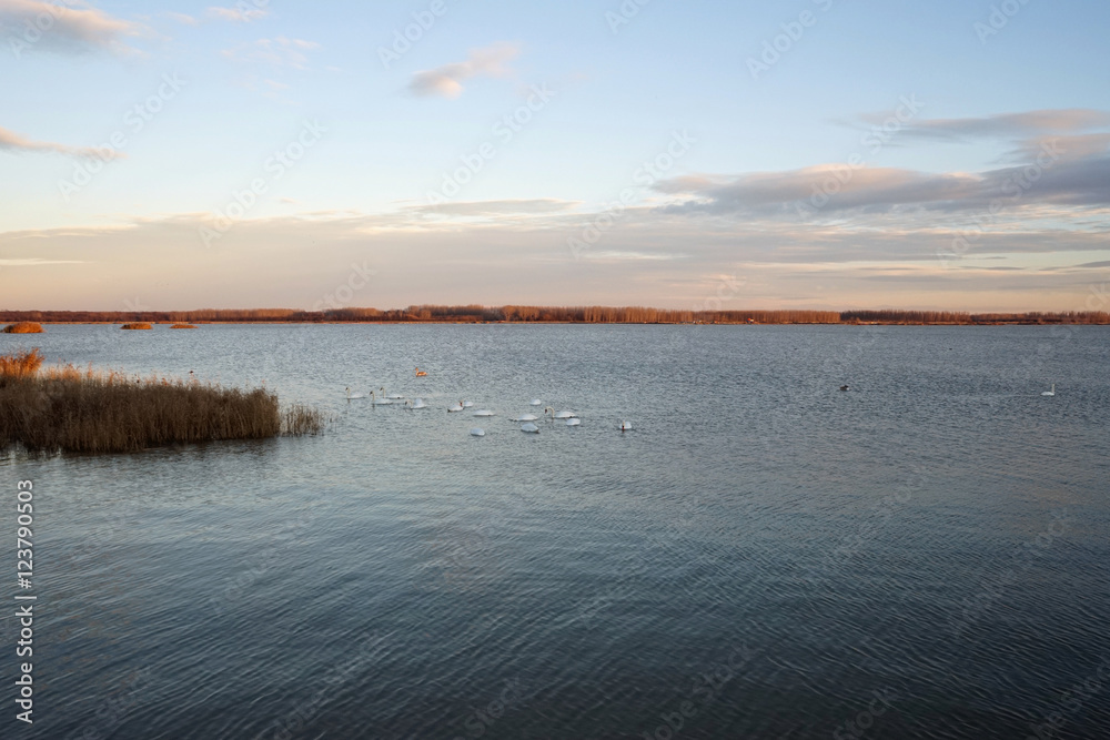 Landscape with waterline, reeds birds and vegetation at sunset