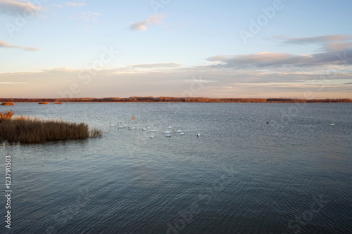 Landscape with waterline  reeds birds and vegetation at sunset
