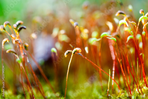 Moss flowers in spring with natural background