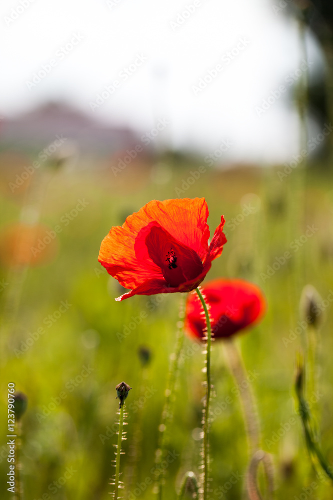 Fototapeta premium Field with poppies (Papaver rhoeas)