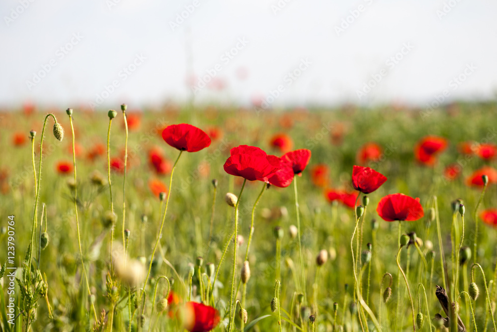 Fototapeta premium Field with poppies (Papaver rhoeas)