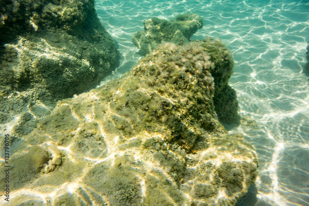 Obraz premium Underwater texture and fauna in Ionian sea, Zakynthos, Greece