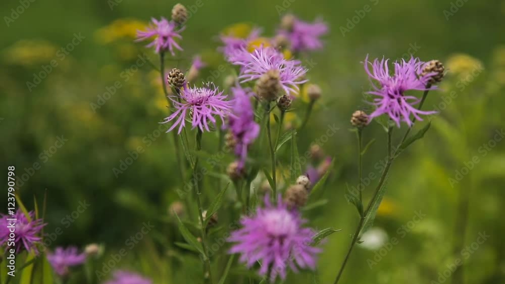Closeup on beautiful purple flower.Wildflowers,colorful wildflowers blossoming in field.A wildflower meadow.Beautiful rural landscape.