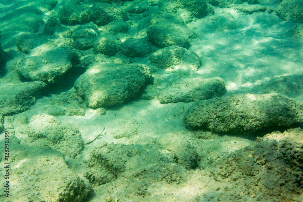 Underwater texture and fauna in Ionian sea, Zakynthos, Greece Underwater texture and fauna in Ionian sea, Zakynthos, Greece