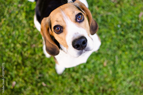Beagle dog looking to the camera