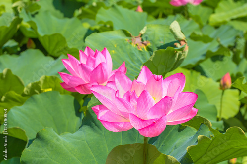 The Lotus Flower.Background is the lotus leaf and lotus flower and lotus bud. photo