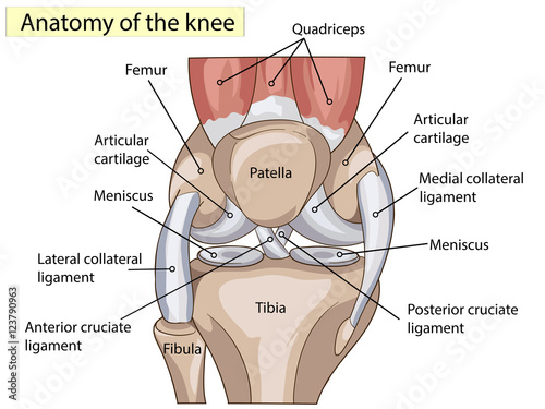 Photo Anatomy. Structure knee joint vector