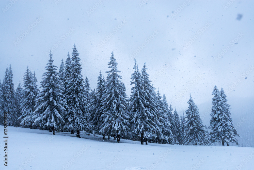 Obraz premium landscape