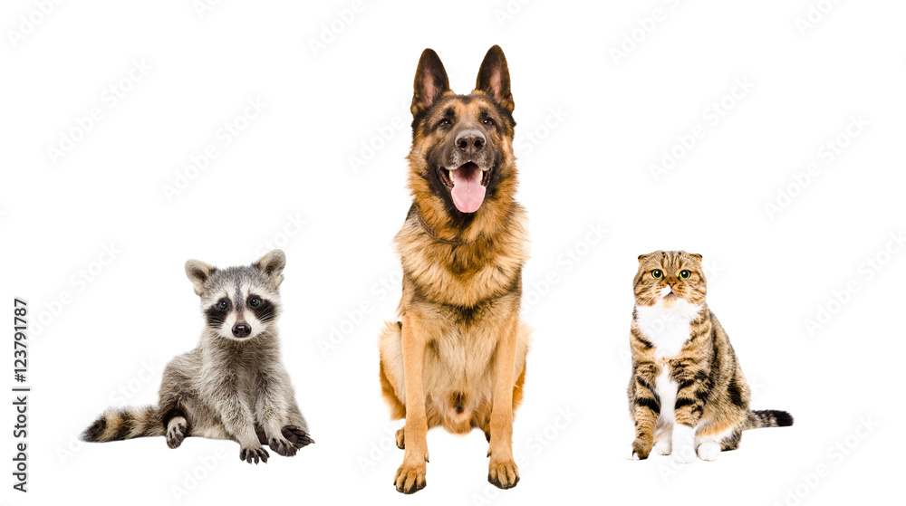German Shepherd dog, cat  and raccoon sitting together 