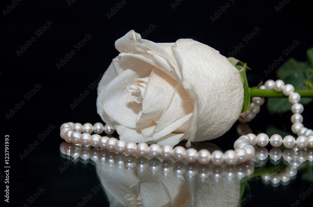 Obraz premium White Rose pearl black background