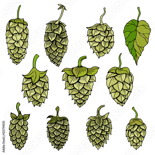 Hops vector visual graphic