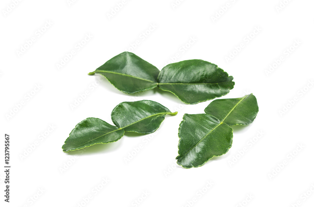 Bergamot leaves isolated on white background.